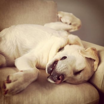Rover Rescue - The new addition to our family - Animal Shelters Near Me - Redondo Beach, California Rover Rescue - The new addition to our family - Animal Shelters Near Me - Redondo Beach, California