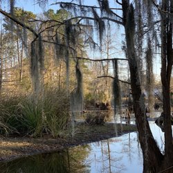 Indian Bluff Recreation Park - Spanish moss