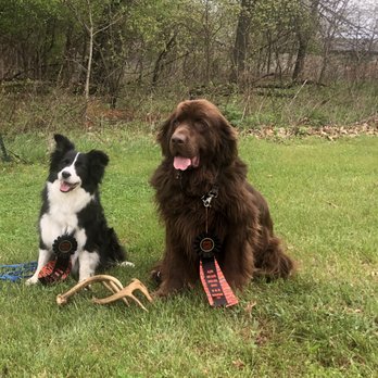 The Home Depot - The big fluffy brown one is my dog, the other is wife's that sometimes also accompanies us - Hardware Stores Near Me - Mishawaka, Indiana The Home Depot - The big fluffy brown one is my dog, the other is wife's that sometimes also accompanies us - Hardware Stores Near Me - Mishawaka, Indiana