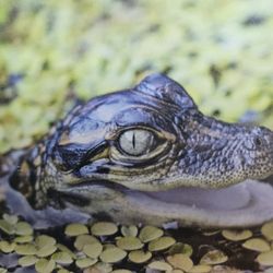 Alligator Creek Preserve - Baby