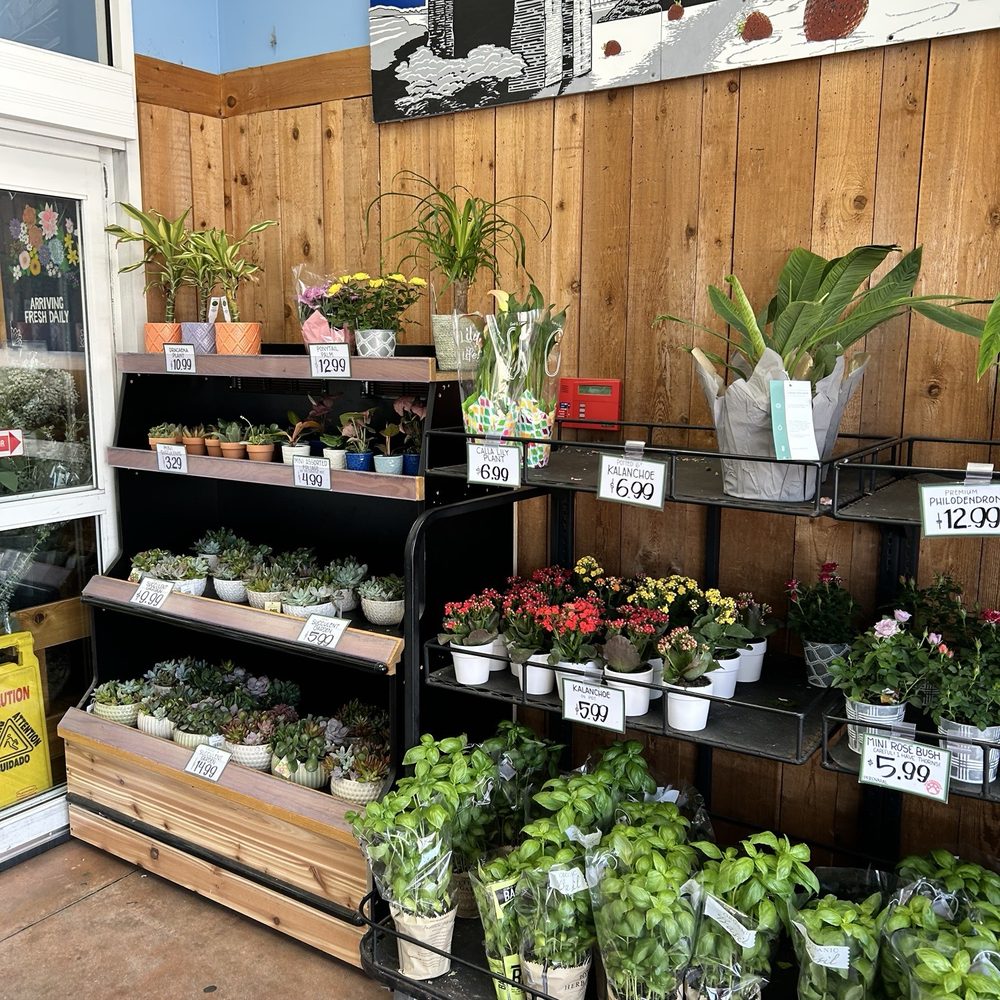 Trader Joe's - Great plants and flowers as well - Grocery Near Me - Cincinnati, Ohio Trader Joe's - Great plants and flowers as well - Grocery Near Me - Cincinnati, Ohio