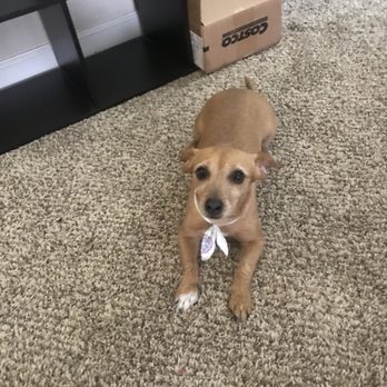 Muddy Paws OC - Pet Groomers Near Me - Orange, California Muddy Paws OC - Pet Groomers Near Me - Orange, California