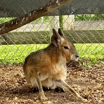 Wellington Conservation Center - Patagonian Cavy   The Patagonian Cavy, or Mara, is the world's 4th largest rodent. They are near threatened so they need protected - Petting Zoos Near Me - Wellington, Florida