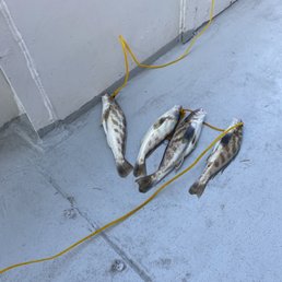 Our catch