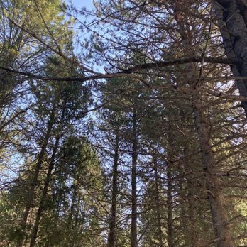 Island Park Cabins: Eagle Ridge - Lots of trees - Hotels Near Me - Island Park, Idaho Island Park Cabins: Eagle Ridge - Lots of trees - Hotels Near Me - Island Park, Idaho