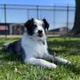 Photo of BethLisa Mobile Dog Spa