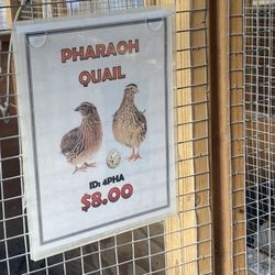 Pratt's Pets - Glendale