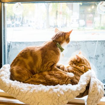 NEKO: A Cat Cafe -  two cats sitting on a window sill - Themed Cafes Near Me - Seattle, Washington