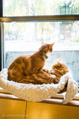 NEKO Cat Cafe Seattle by null