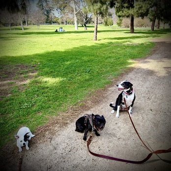 Affordable Dog Training & Anti-Aggression - Truffle learning to walk with other dogs and not be reactive - Pet Training Near Me
