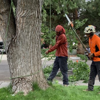 Majestic Tree Care - Setting up base tie for #SRTclimbingaccent - Tree Services Near Me Majestic Tree Care - Setting up base tie for #SRTclimbingaccent - Tree Services Near Me