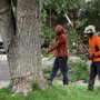 Photo of Majestic Tree Care