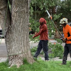 Majestic Tree Care - Setting up base tie for #SRTclimbingaccent