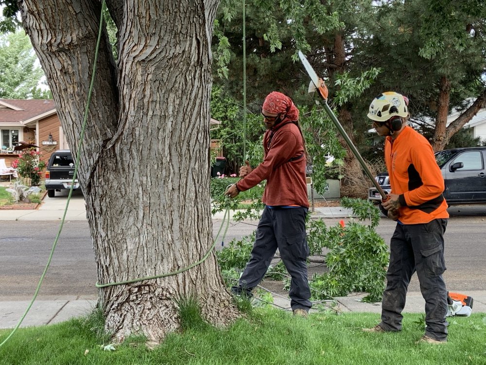 Majestic Tree Care - tree service in Meridian, ID