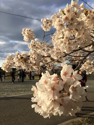 Miharu Takizakura by null