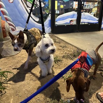 Beach Dog Fun - After a three day, stay and play, they're going home. Thank you! - Pet Sitting Near Me - Camarillo, California Beach Dog Fun - After a three day, stay and play, they're going home. Thank you! - Pet Sitting Near Me - Camarillo, California