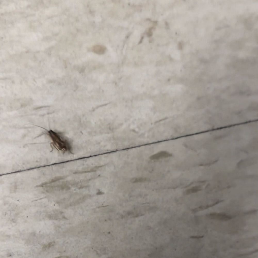 Roach Roach