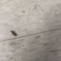 Roach Roach