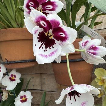 City Floral - Cutest orchid ever - Nurseries & Gardening Near Me - Denver, Colorado City Floral - Cutest orchid ever - Nurseries & Gardening Near Me - Denver, Colorado