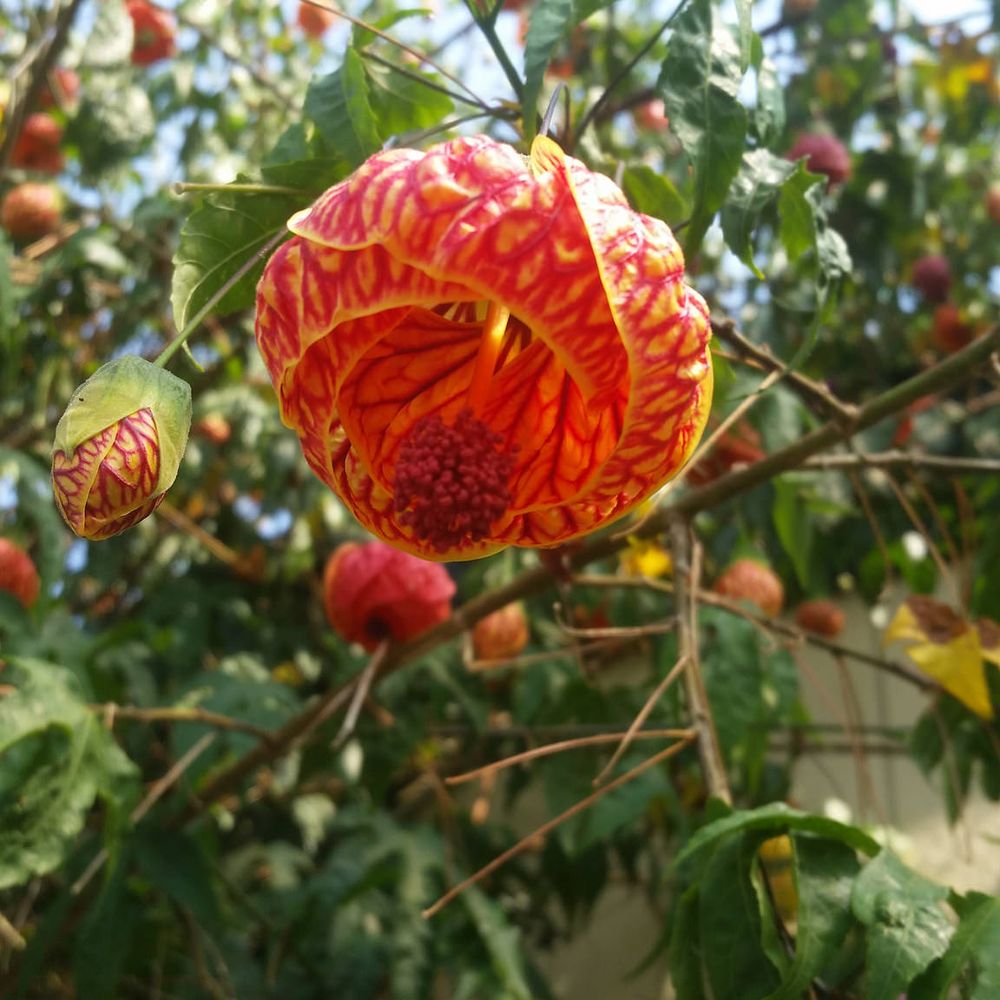 Central Garden Center 9th Avenue San Mateo Ca Fasci Garden