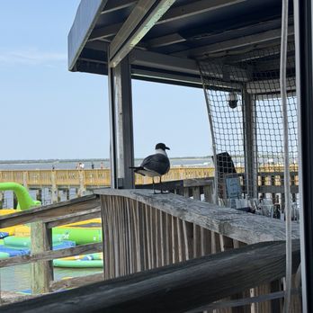Dockside Kitchen - Attack of the seagulls - Breakfast & Brunch Near Me - Ocean City, New Jersey Dockside Kitchen - Attack of the seagulls - Breakfast & Brunch Near Me - Ocean City, New Jersey