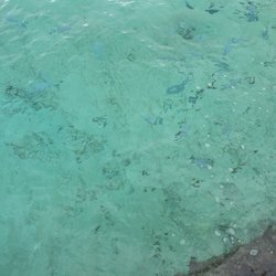 Bubba Gump - Snorkeling at the gumps
