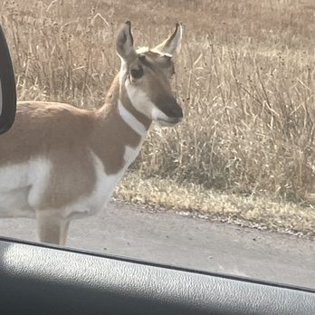 My XO Adventures - Closeup wildlife view on the drive! - Historical Tours Near Me - Rapid City, South Dakota My XO Adventures - Closeup wildlife view on the drive! - Historical Tours Near Me - Rapid City, South Dakota
