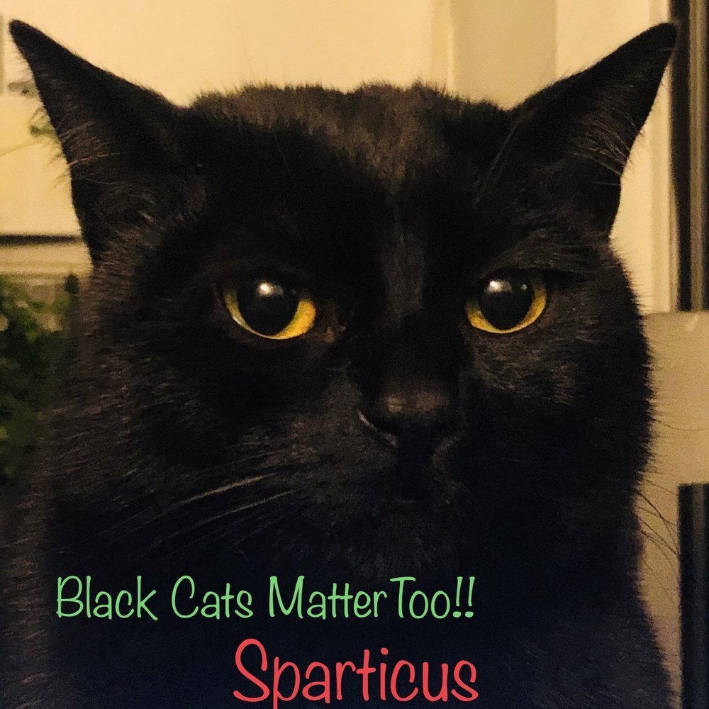 The Family Pet - Hello!! I am Sparticus, a mamma's boy!! - Veterinarians Near Me - Seattle, Washington The Family Pet - Hello!! I am Sparticus, a mamma's boy!! - Veterinarians Near Me - Seattle, Washington