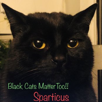 The Family Pet - Hello!! I am Sparticus, a mamma's boy!! - Veterinarians Near Me - Seattle, Washington The Family Pet - Hello!! I am Sparticus, a mamma's boy!! - Veterinarians Near Me - Seattle, Washington