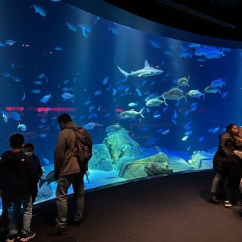 New York Aquarium - Panoramic view of fish and sharks - Zoos Near Me - Brooklyn, New York New York Aquarium - Panoramic view of fish and sharks - Zoos Near Me - Brooklyn, New York