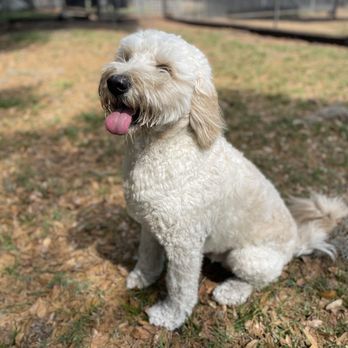 Karma K9 - Pet Training Near Me - Jacksonville, Florida Karma K9 - Pet Training Near Me - Jacksonville, Florida
