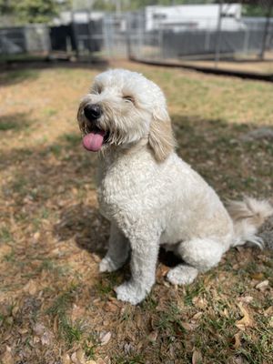 Dog Training - Complete Obedience Training.  We offer a variety of camp options to fit your needs! Big or small, we train them all!