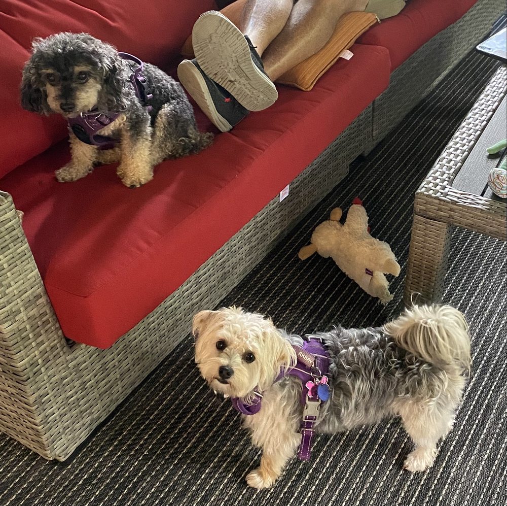 FURRY LAND Baton Rouge, Louisiana Pet Groomers Phone Number Yelp