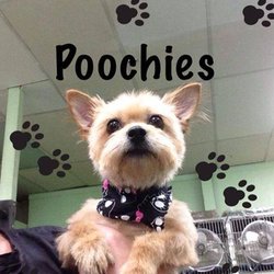Poochie's Pet Club
