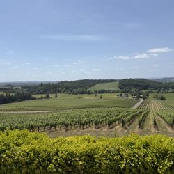 Illahe Vineyards - Beautiful view