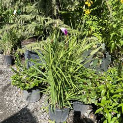 Georgie's Paradise - Bamboo orchid