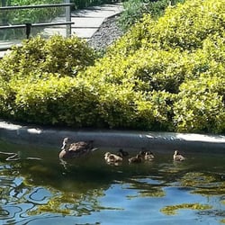 Yaletown Integrative Clinic - View from the IV room, newly hatched ducklings out for their first swim!