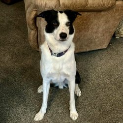 Cornerstone Animal Clinic - Turbo