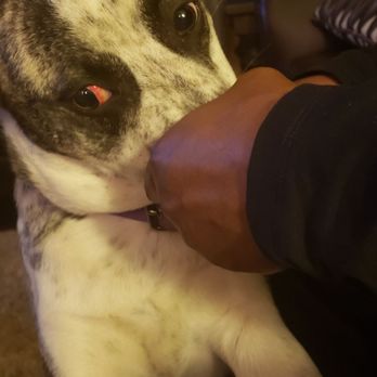 Beck'n Call Pet Services - Pet Sitting Near Me - Albuquerque, New Mexico