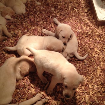 Sly Fox Labradors - Pet Services Near Me Sly Fox Labradors - Pet Services Near Me