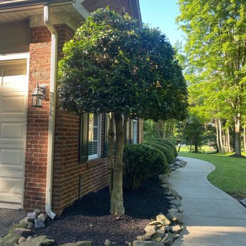 Posada Tree Service - After picture of pruned tree. Carlos recommended the trimming for various reasons - Tree Services Near Me Posada Tree Service - After picture of pruned tree. Carlos recommended the trimming for various reasons - Tree Services Near Me