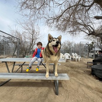 Wolf Mountain Sanctuary - Animal Shelters Near Me - Lucerne Valley, California Wolf Mountain Sanctuary - Animal Shelters Near Me - Lucerne Valley, California