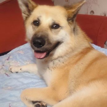 No More Kennels - Pet Sitting Near Me - Penketh, XMS