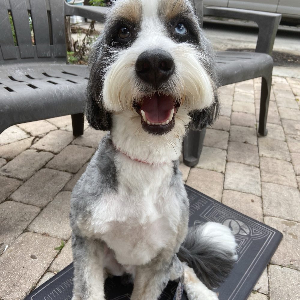 Champ & Charlie's Grooming Salon - After picture of my boy. So handsome. Great job ladies - Pet Groomers Near Me - Coconut, Florida