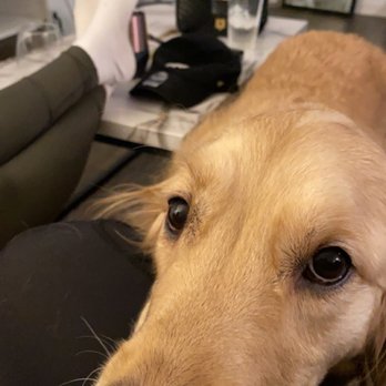 Parktown Veterinary Clinic - Veterinarians Near Me - Milpitas, California Parktown Veterinary Clinic - Veterinarians Near Me - Milpitas, California