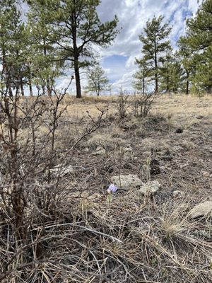 Florissant Fossil Beds National Monument by null