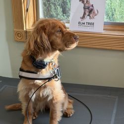 Elm Tree Orthodontics