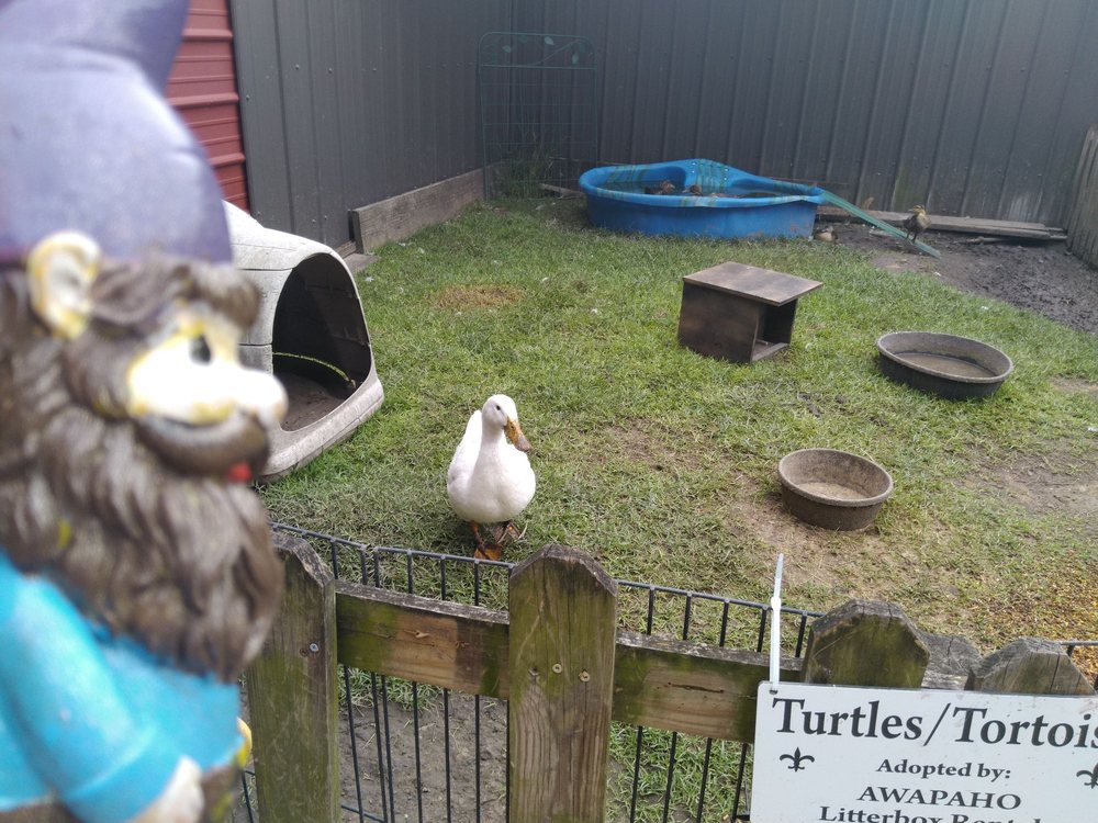 CITY PETTING ZOO Updated October 2024 37 Photos 725 Myrtle