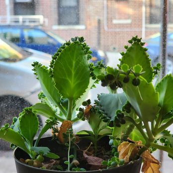 Orchid Tea Cafe - cute plants - Tea Rooms Near Me - Brooklyn, New York Orchid Tea Cafe - cute plants - Tea Rooms Near Me - Brooklyn, New York