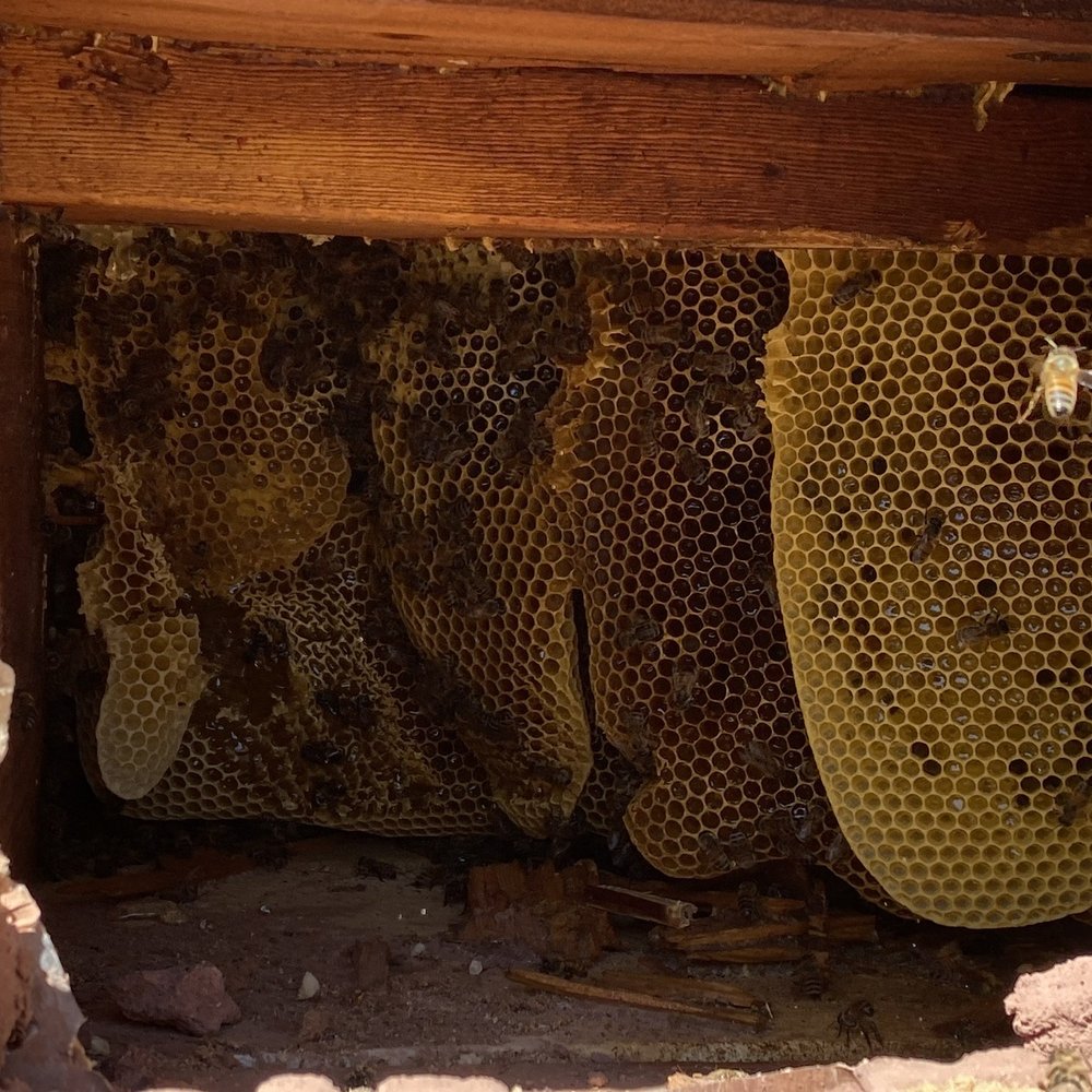 Bee Green Natural Bee Removal - Several hives - Pest Control Near Me Bee Green Natural Bee Removal - Several hives - Pest Control Near Me